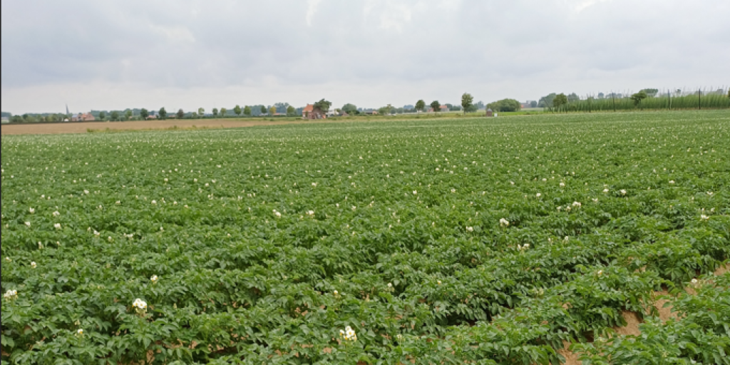 perceel aardappelen juli 2024