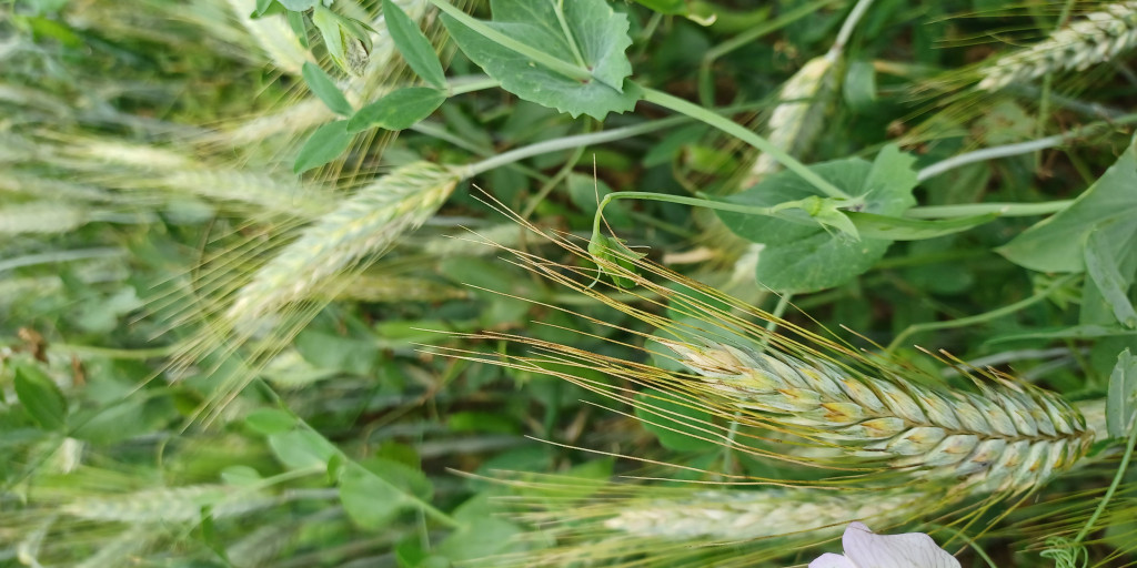 Mengteelt triticale erwt