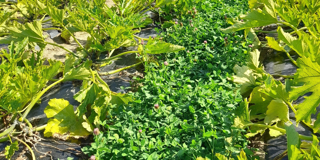 20240828_klaver courgetten.jpg
