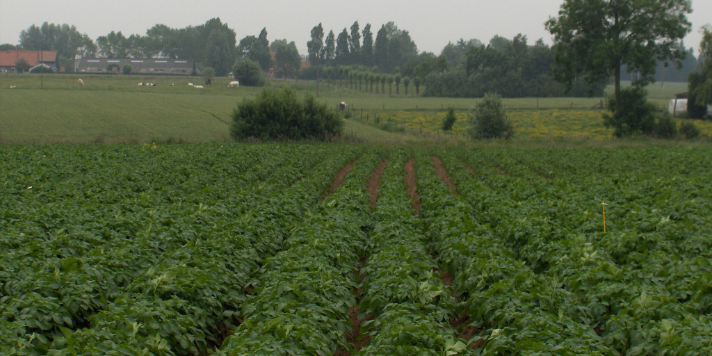 Valplek in aardappelen door cystenaaltjes