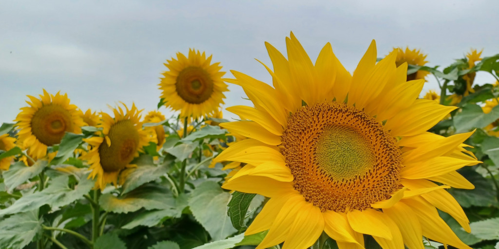 Zonnebloem