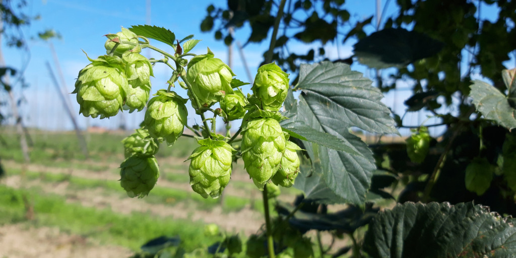 Hopbel Tomorr hop