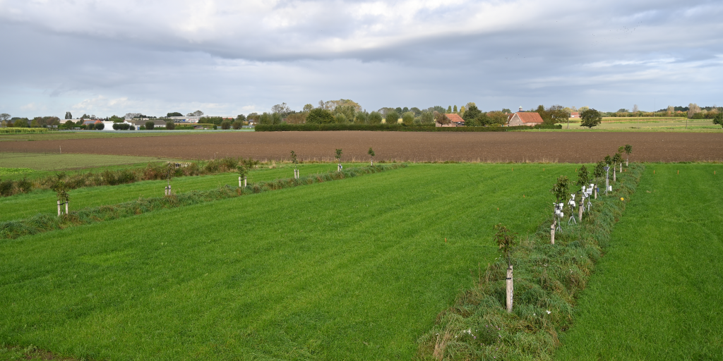 Teelt van raaigras op het agroforestryperceel