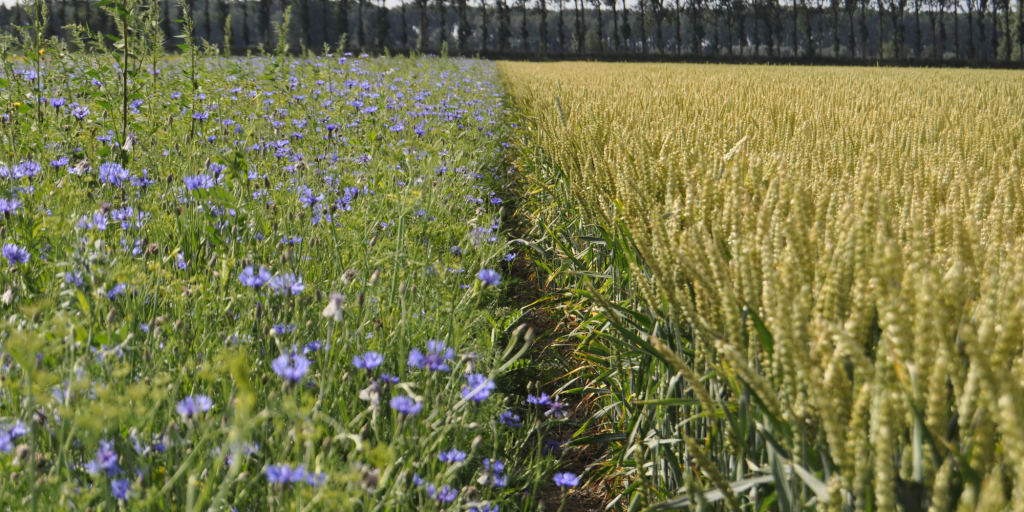 bloemen en tarwe