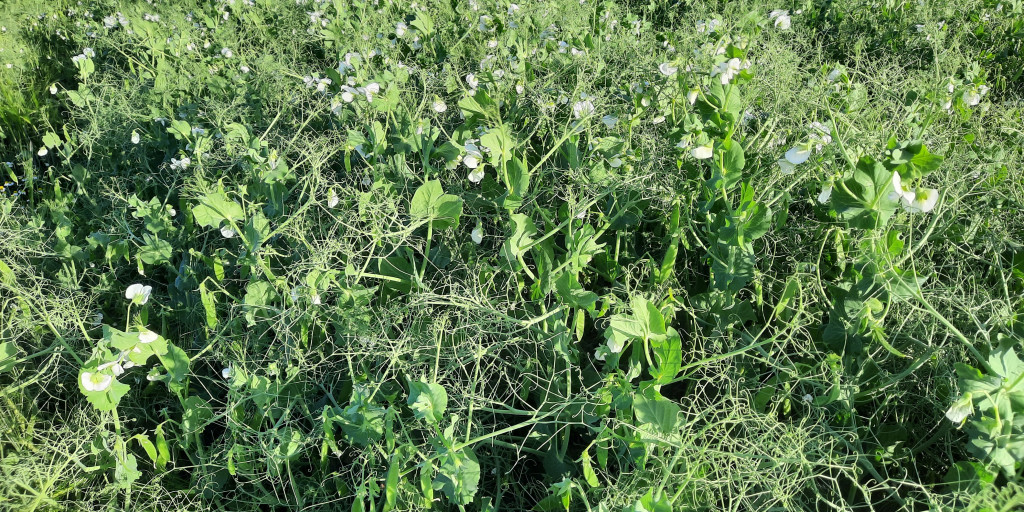 Veld met Kikkererwten 