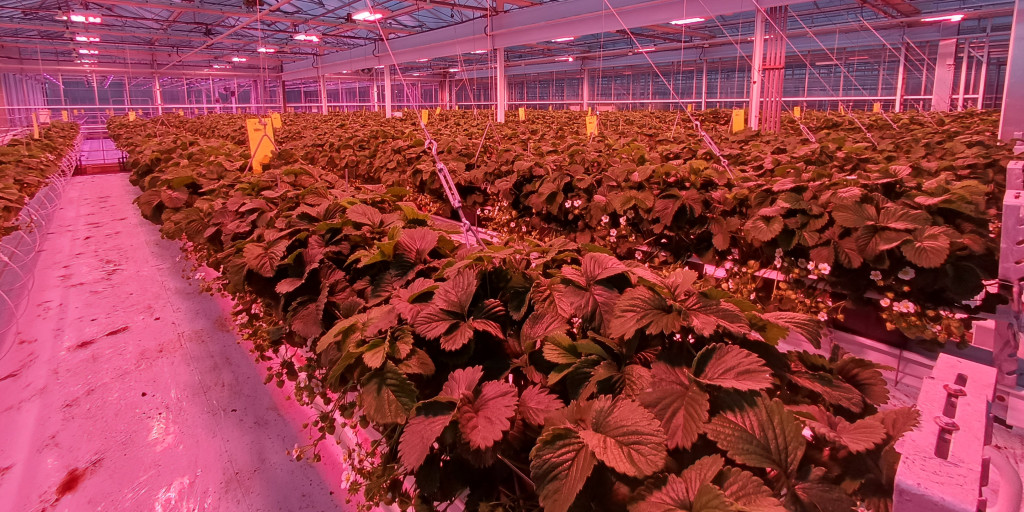 Belichting aardbei