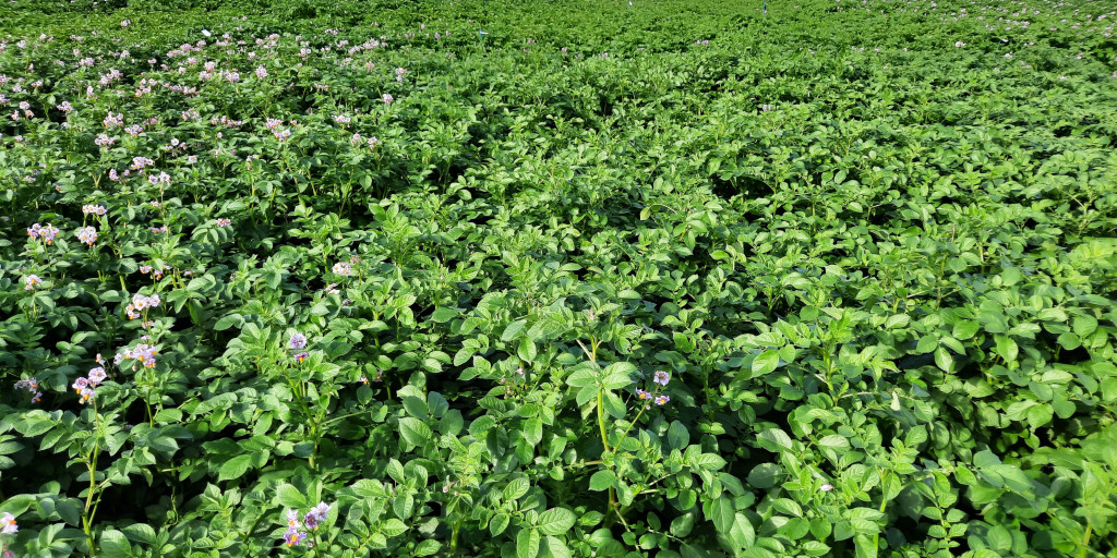 foto rassenproeven aardappelen