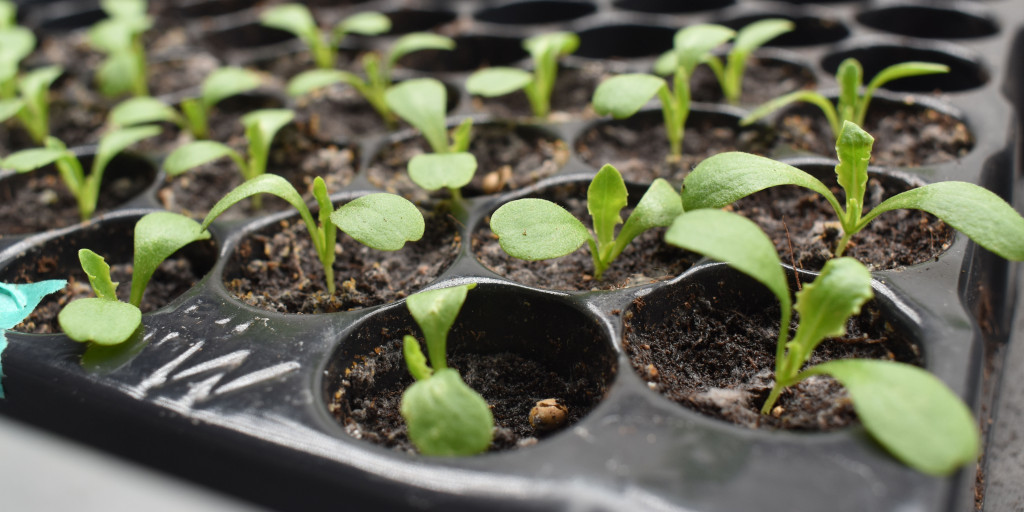 plantengroei bevorderende rhizobacteriën in een hydrocultuursysteem onderzocht.jpg