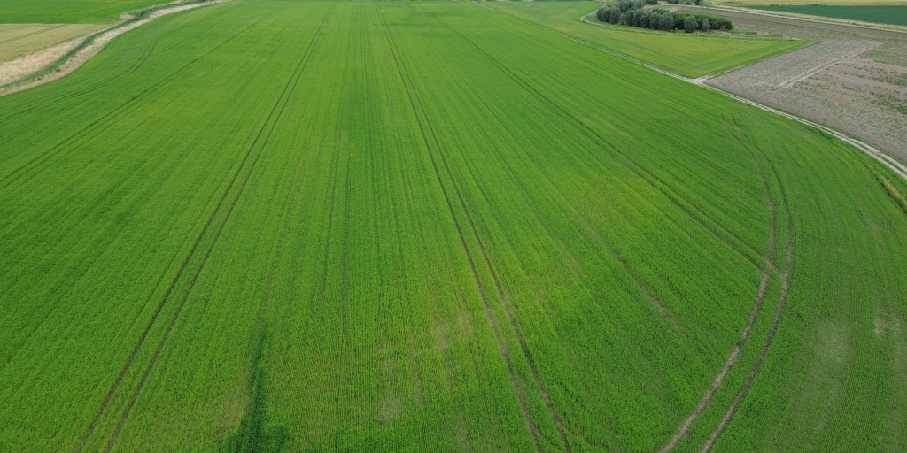 Dronebeeld hennep