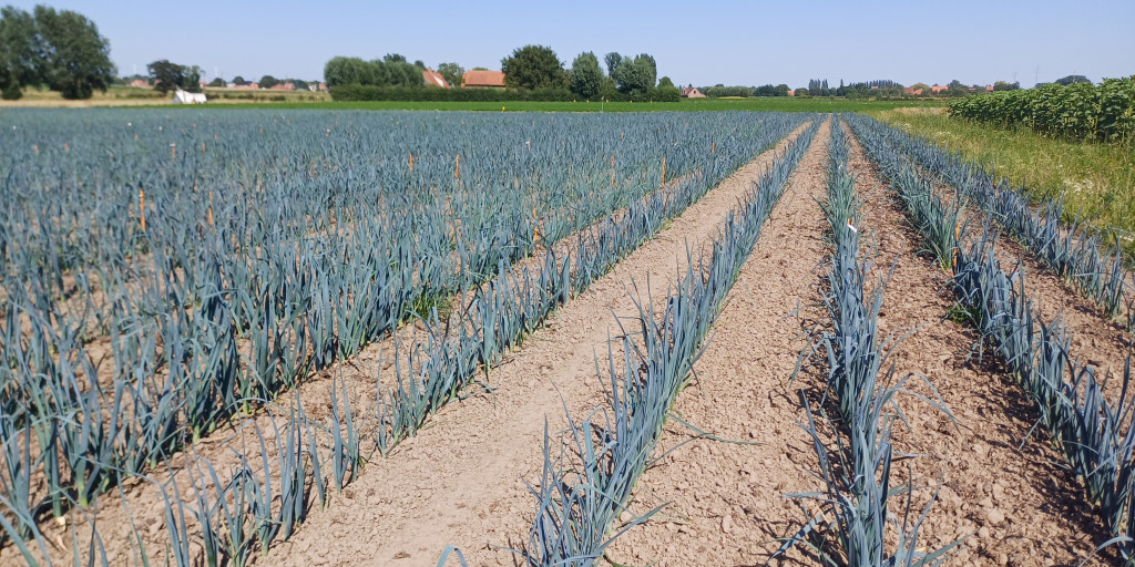 Rassenproef vroege herfstprei bio 29 juli 2024