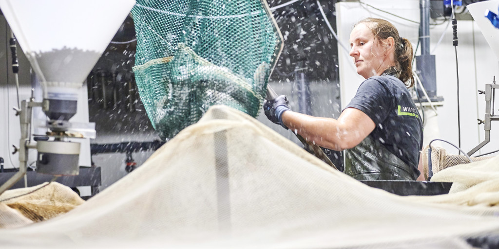 Aqua_actie_snoekbaars