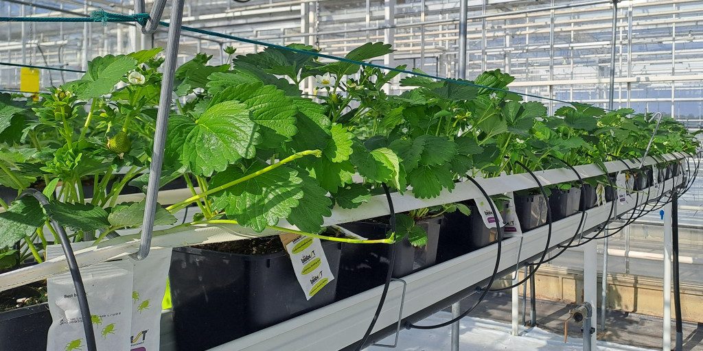 Voortrekken aardbeiplantjes van het object Verity.