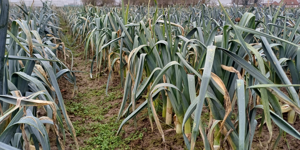 Rassenproef bio winterprei in het veld op 12 februari 2025
