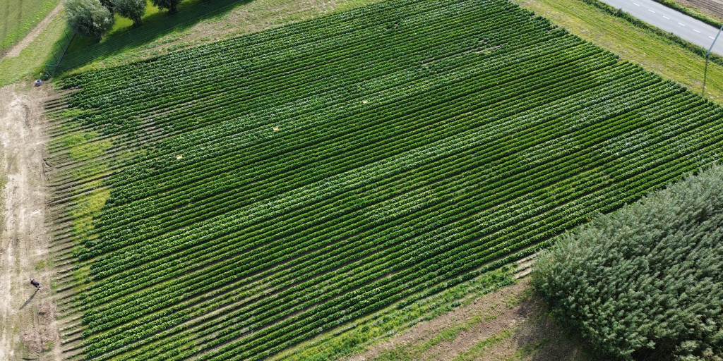 Proefveld Inagro witloof