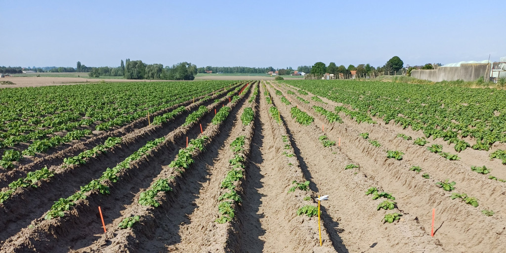 (half)vroege aardappelen rassenproef 2025