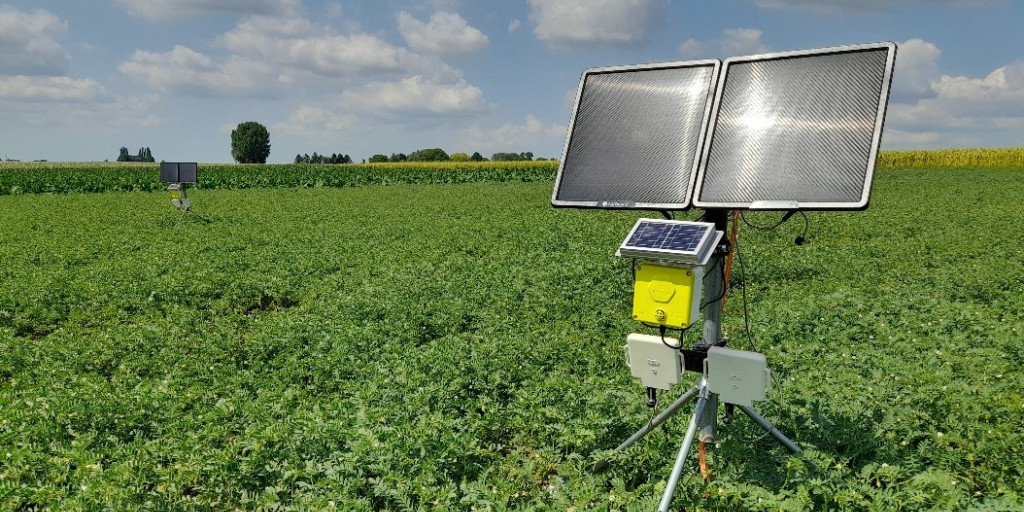 Sensoren in bloeiend kikkererwtenveld