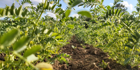 Veld vol kikkererwtenplanten