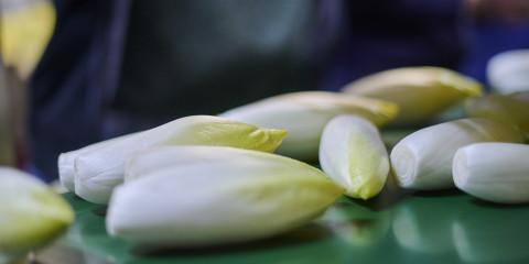 witloofkroppen