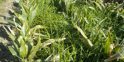 knolcyperus in mais