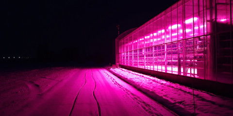 Aardbei_belichting gloed