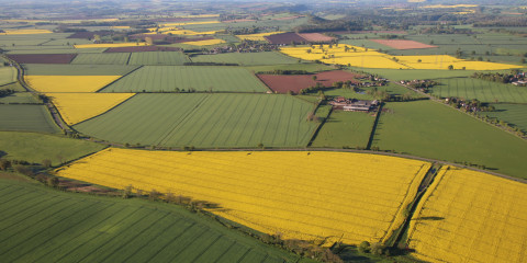 velden groenbemester 