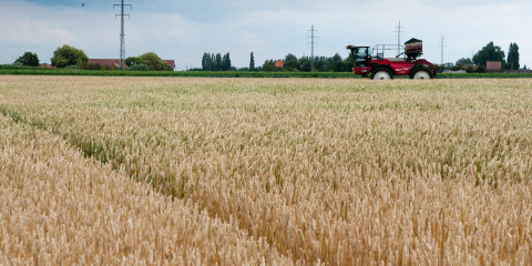 Graanveld