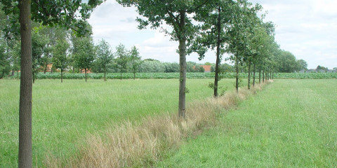 gras in agroforestry