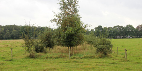 Voederbomen