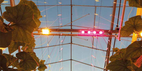 Led in serre