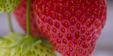 Aardbeien