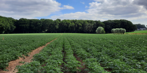 aardappelveld - proef bemesting in de rij