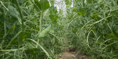 pisum sativum teelt
