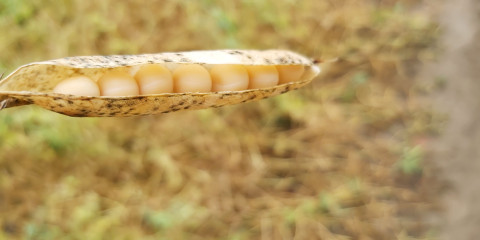 pisum sativum