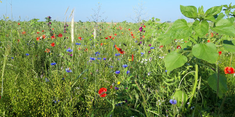 Bloemenblok