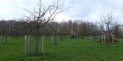 Hoogstamfruitbomen