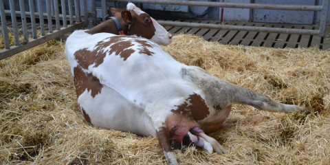 Foto Koe Kalf