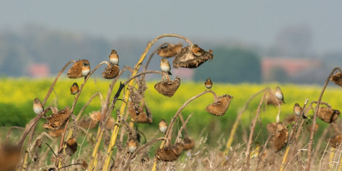 Keep op bloemenblok (c) Jannie Timmer
