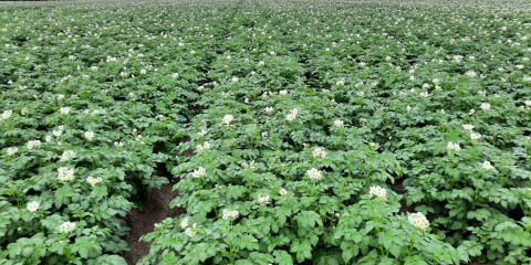 demoveld fractioneren aardappelen