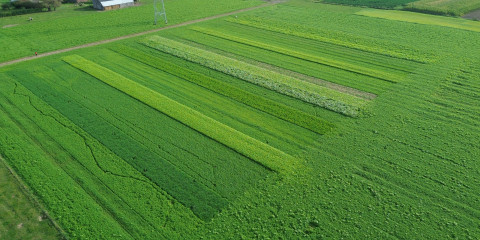 Luchtfoto groenbedekkers