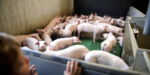 kindje kijk naar varkens