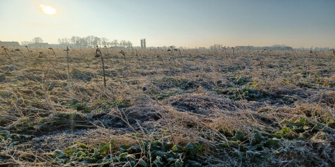 akker met groenbemester