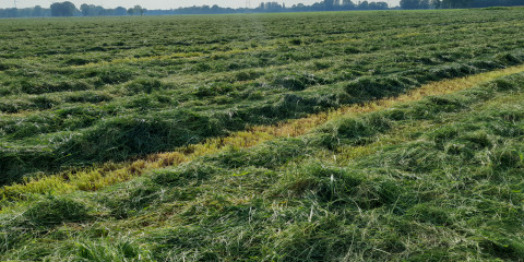 Gemaaid gras