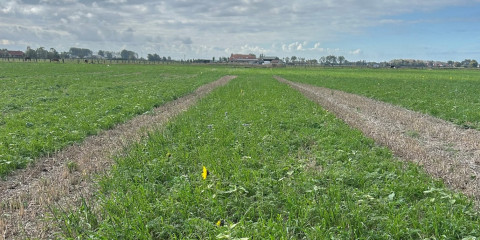 Proefpercelen met groenbedekker in stoppel