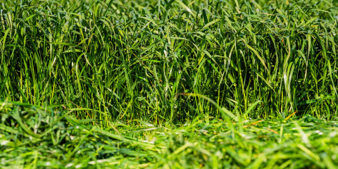 Gras