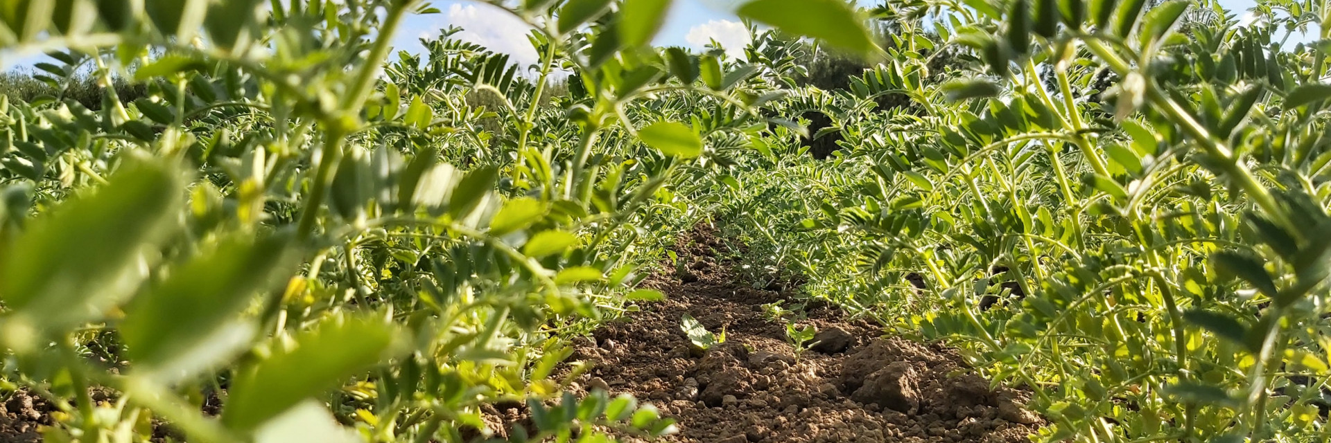 Veld vol kikkererwtenplanten