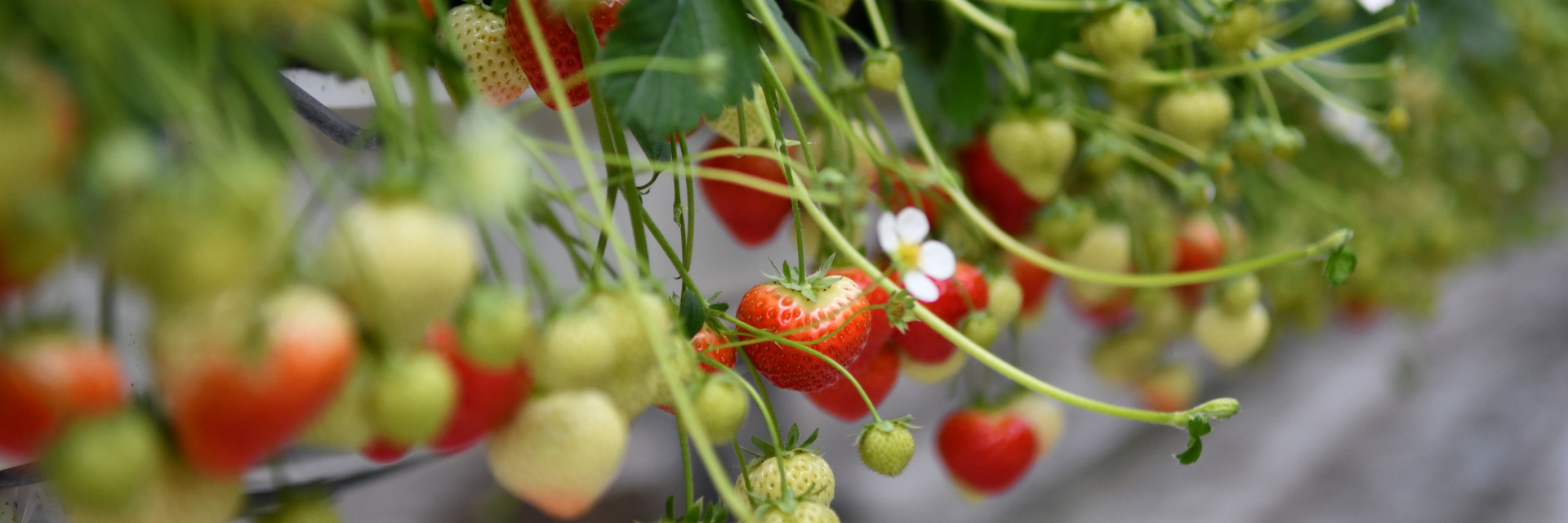 aardbeien aan de plant