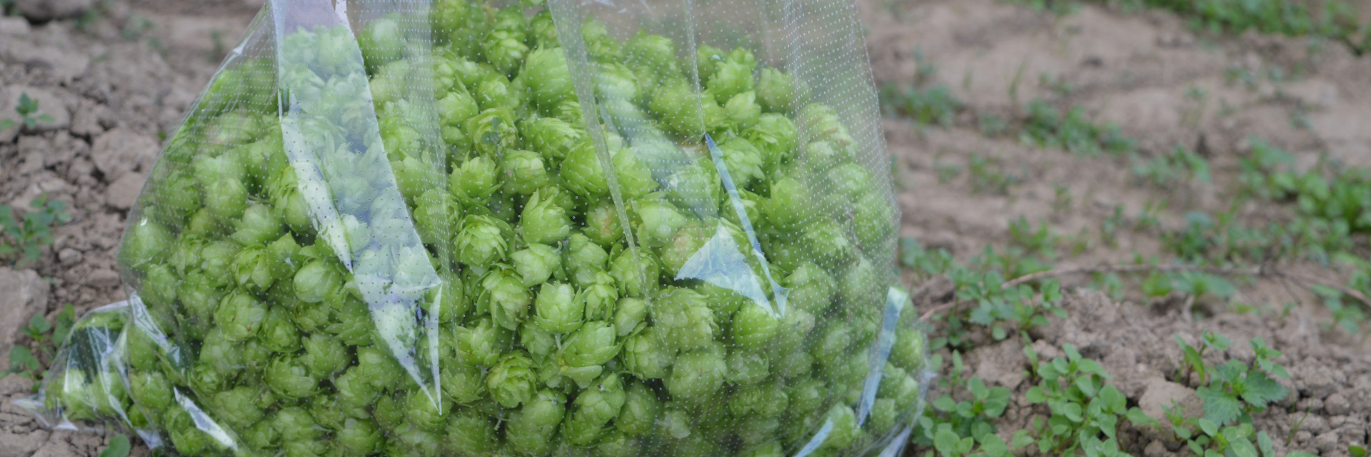 staal hop - houblon
