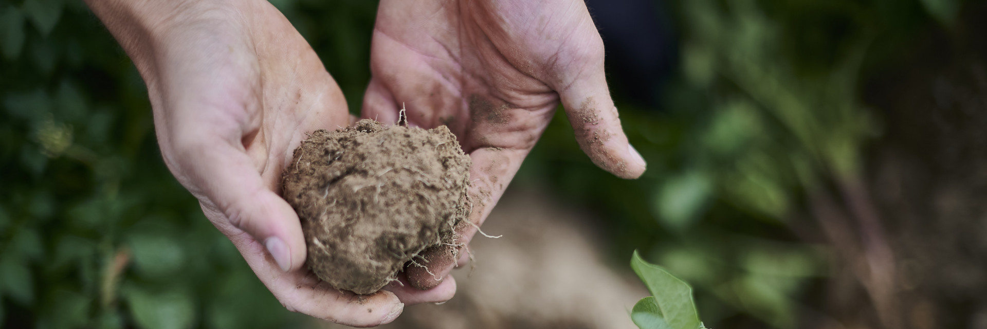 Handen houden een kluit aarde vast in biologische teelt