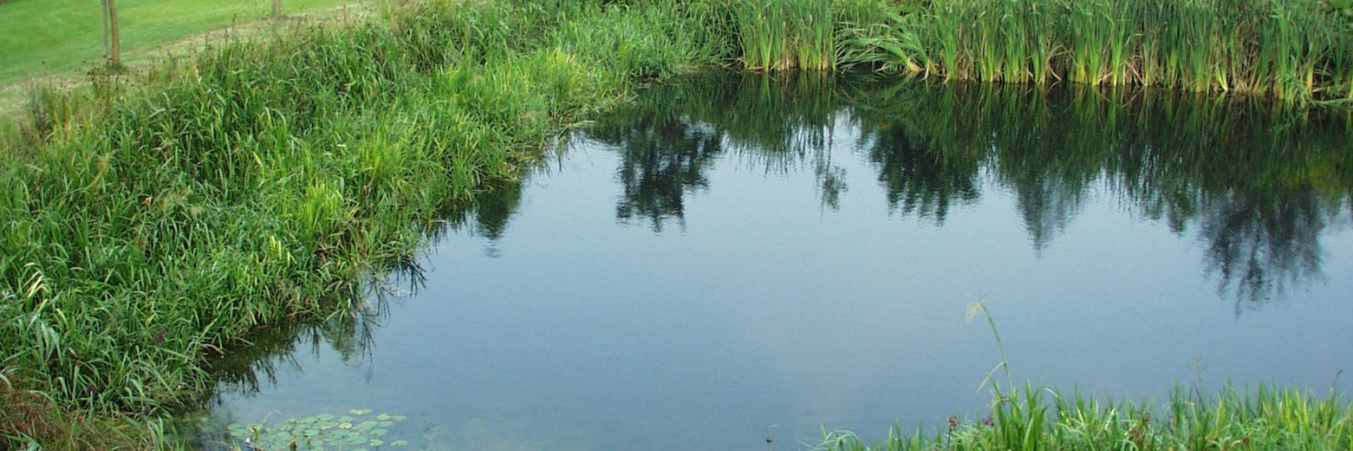 Een ecologisch waterbekken bevat zowel ondergedoken waterplanten, drijvende waterplanten als oeverplanten. 