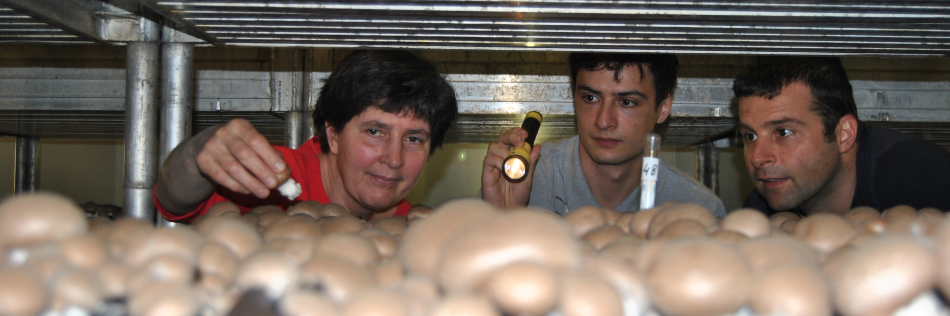 champignons